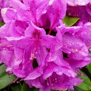 Meet your Posher, Janet